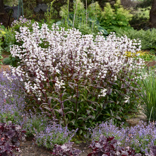 Walters Gardens, Inc. / Penstemon 'Onyx and Pearls'