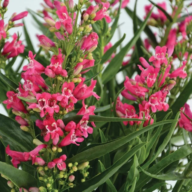 3 Penstemon barbatus Rock Candy Ruby Starter Perennials. Heat-Tolerant and Cold-Hardy. Color All Season.