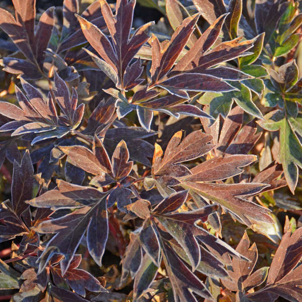Paeonia 'Bartzella.' Large Bare Root Intersectional Peony. Multiple Eyes. Rare Find. Limited Stock.