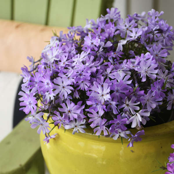3 Live Phlox 'Bedazzled Lavender' Perennial. Attracts Butterflies and Hummingbirds. Easy to grow. Loves sun. Stunning Color.