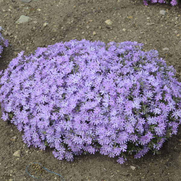 3 Live Phlox 'Bedazzled Lavender' Perennial. Attracts Butterflies and Hummingbirds. Easy to grow. Loves sun. Stunning Color.