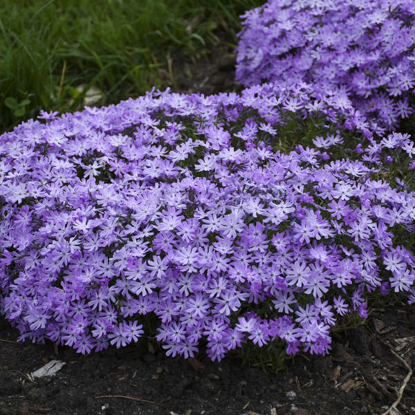 3 Live Phlox 'Bedazzled Lavender' Perennial. Attracts Butterflies and Hummingbirds. Easy to grow. Loves sun. Stunning Color.