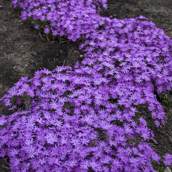 3 Live Phlox 'Bedazzled Pink' Perennial. Attracts Butterflies and Hummingbirds. Easy to grow. Loves sun. Stunning Color.