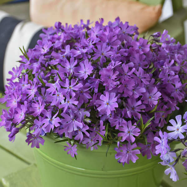 3 Live Phlox 'Bedazzled Pink' Perennial. Attracts Butterflies and Hummingbirds. Easy to grow. Loves sun. Stunning Color.