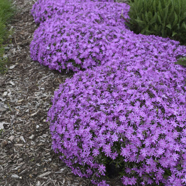 3 Live Phlox 'Bedazzled Pink' Perennial. Attracts Butterflies and Hummingbirds. Easy to grow. Loves sun. Stunning Color.