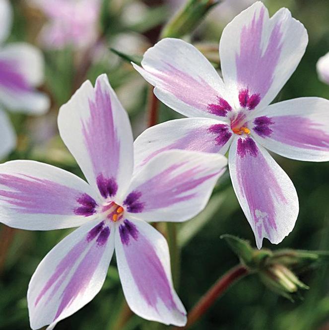 3 Phlox subulata 'Candy Stripes' Perennial Starters. Creeping Pink and White Striped Flowers. Love Sun.