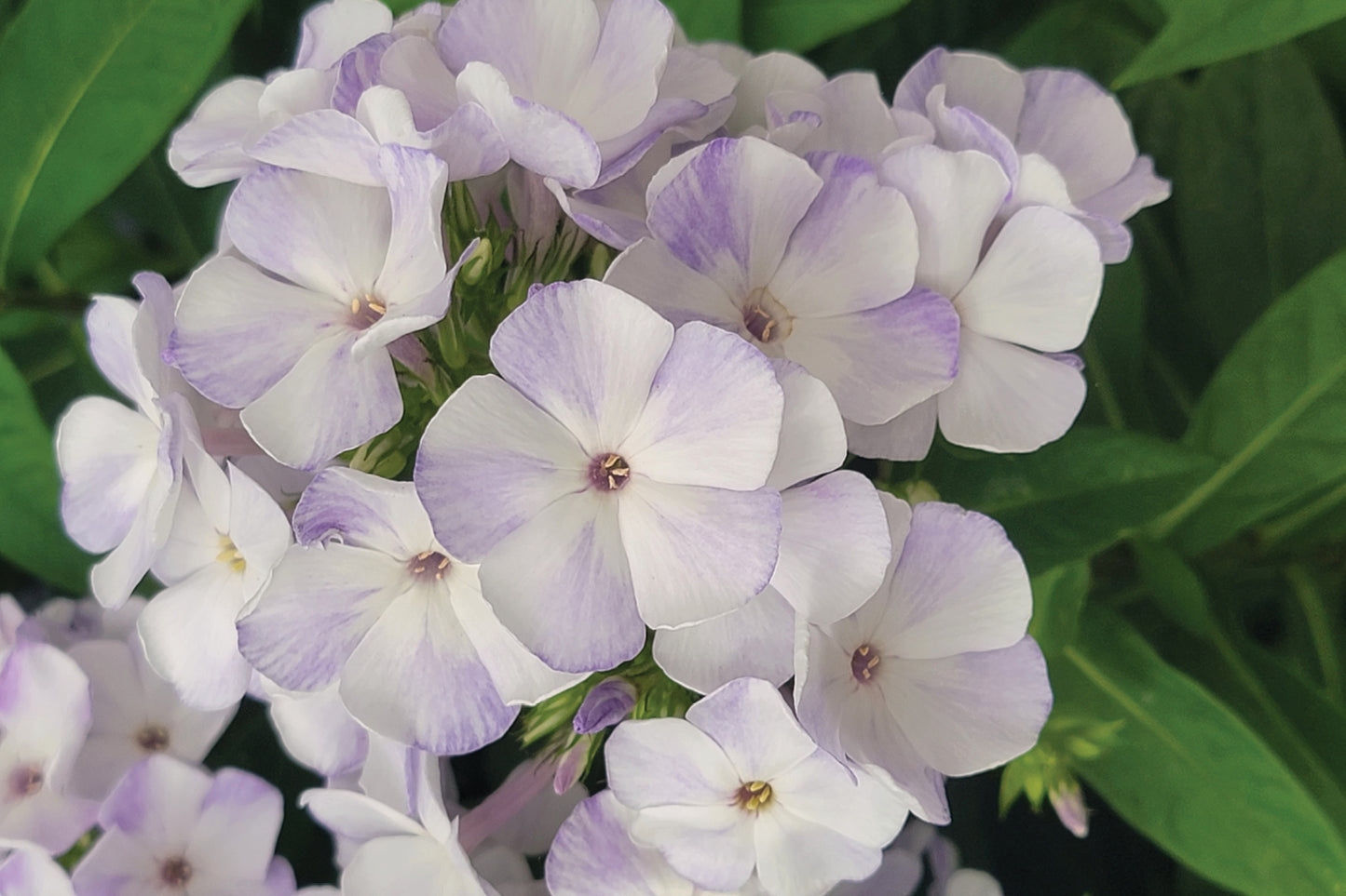 Creek Hill Nursery / Phlox paniculata 'Flame Blue'