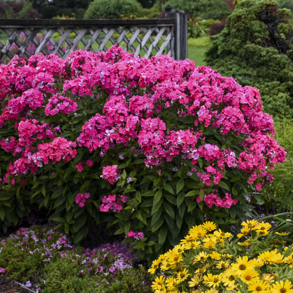 3 Phlox paniculata 'Glamour Girl' Perennial. Tall, Rebloomers. Attract Butterflies and Hummingbirds.