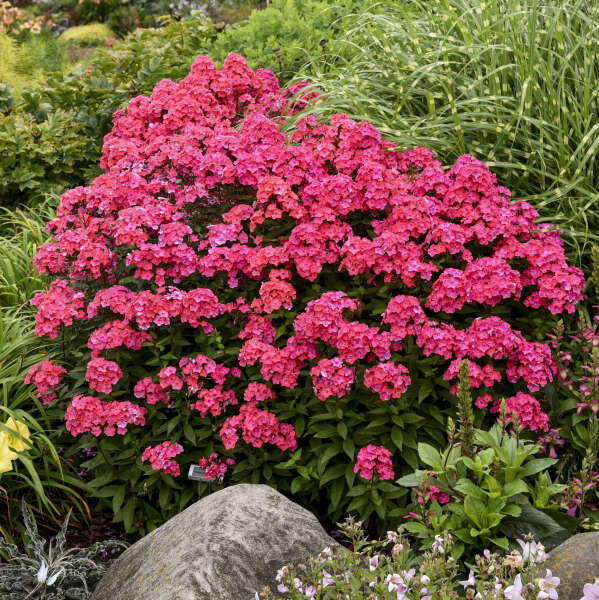 3 Phlox paniculata 'Glamour Girl' Perennial. Tall, Rebloomers. Attract Butterflies and Hummingbirds.
