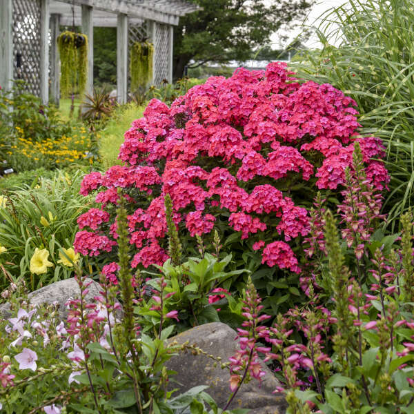 3 Phlox paniculata 'Glamour Girl' Perennial. Tall, Rebloomers. Attract Butterflies and Hummingbirds.