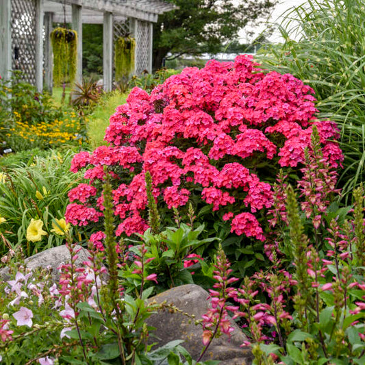 Walters Gardens, Inc. / Phlox 'Glamour Girl'