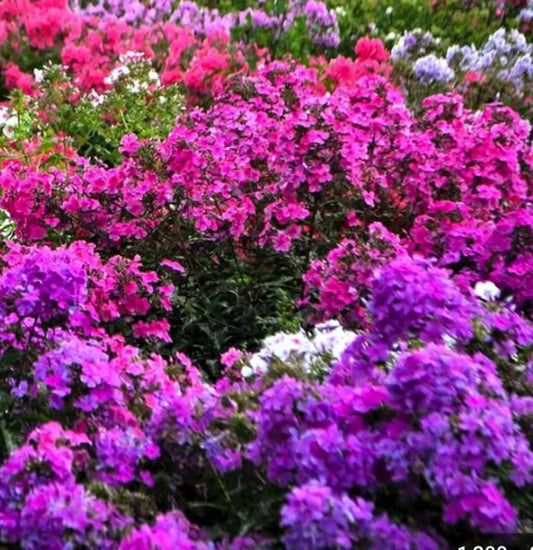6 Mixed Phlox Starter Perennials. Attract Butterflies & Hummingbirds. Easy to Grow. Love Sun.