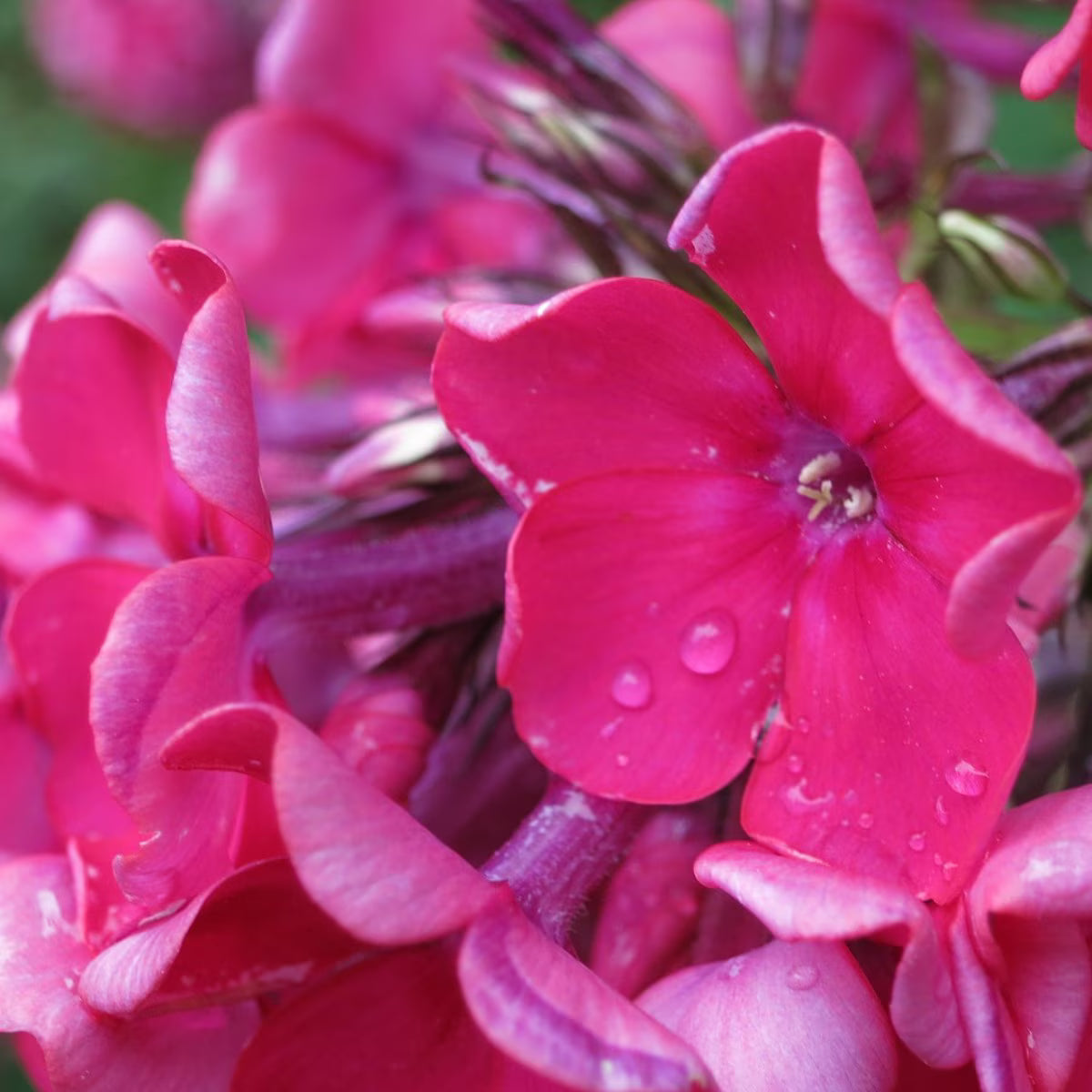 3 Phlox paniculata 'Red Riding Hood' Bare Root Starter Perennials. Vibrant Ruby Red Flowers. Love Sun.