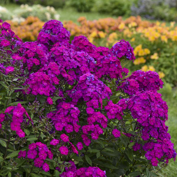 Walters Gardens, Inc. / Phlox paniculata 'Ultraviolet'