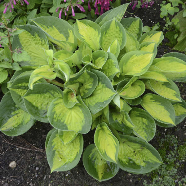 Pocketful of Sunshine Starter Hosta. Cut, Small, Fast Grower.