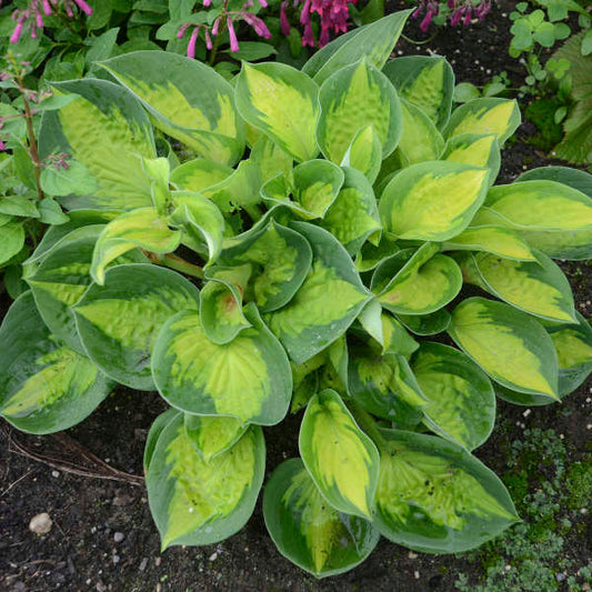 Mini Hosta 'Pocketful of Sunshine' Starter Perennial. Small, Cute, Fast Grower.