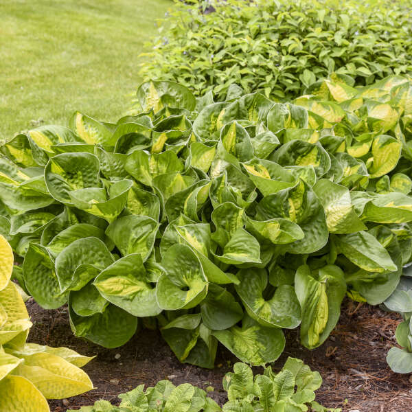 Pocketful of Sunshine Starter Hosta. Cut, Small, Fast Grower.