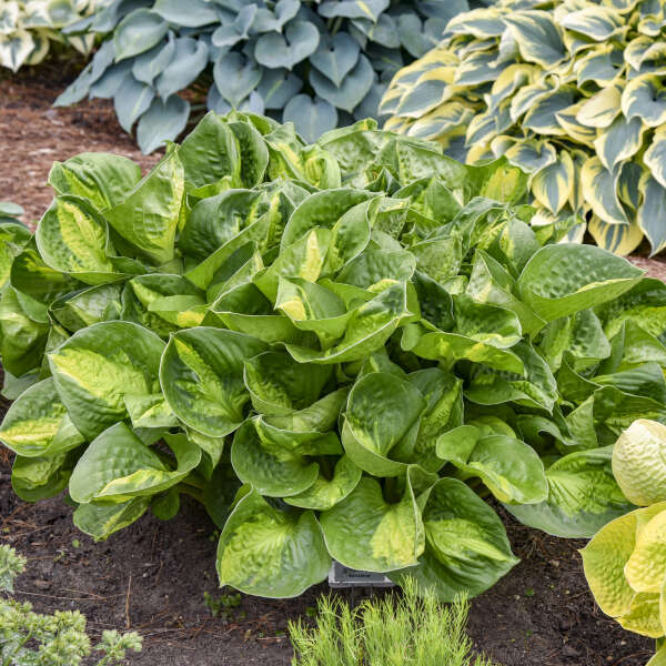 Pocketful of Sunshine Starter Hosta. Cut, Small, Fast Grower.