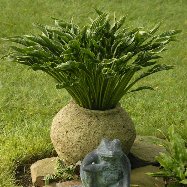 Praying Hands Starter Hosta. Rare, Premium Variety.