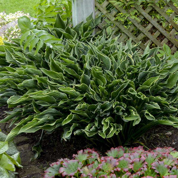 Praying Hands Starter Hosta. Rare, Premium Variety.