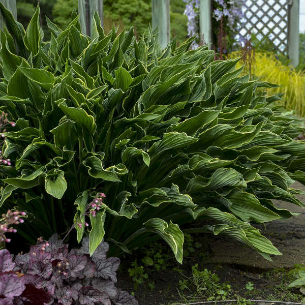 Praying Hands Starter Hosta. Rare, Premium Variety.