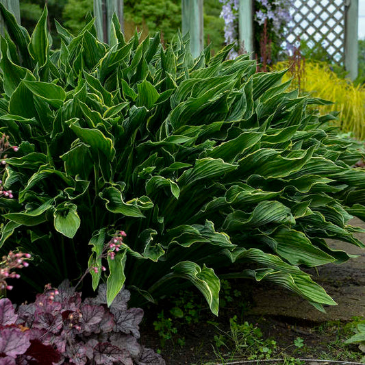 Walters Gardens, Inc. / Hosta 'Praying Hands'