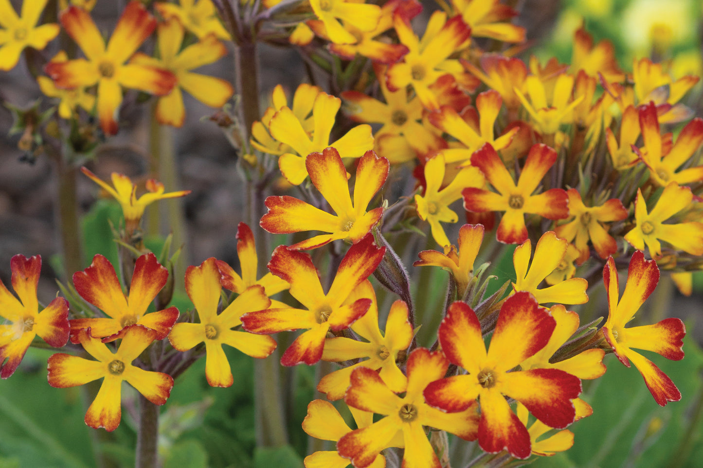 3 Primula Oakleaf Yellow Picotee Starter Perennials. Cheerful Blooms in Late Winter Early Spring.