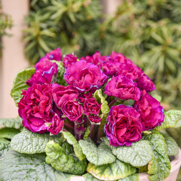 Walters Gardens, Inc. / Primula vulgaris BELARINA® BERRY DARLING