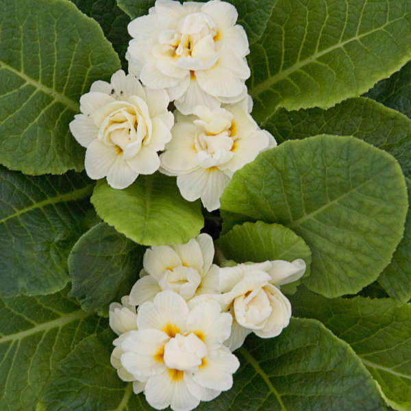 3-Pack Primula vulgaris BELARINA® CREAM Starter Primrose Perennials. Double Soft White Blossoms. Early, Shade-Loving Bloomers.