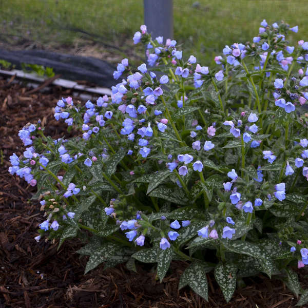 Walters Gardens / Pulmonaria 'Twinkle Toes'