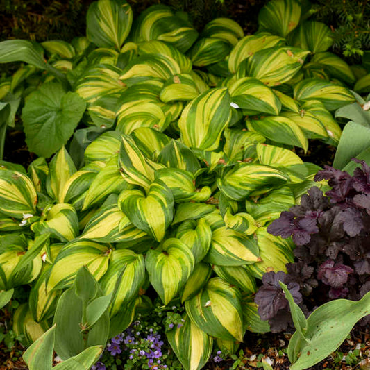 'Rainbow's End Starter' Hosta. Attracts Butterflies, Hummingbirds.
