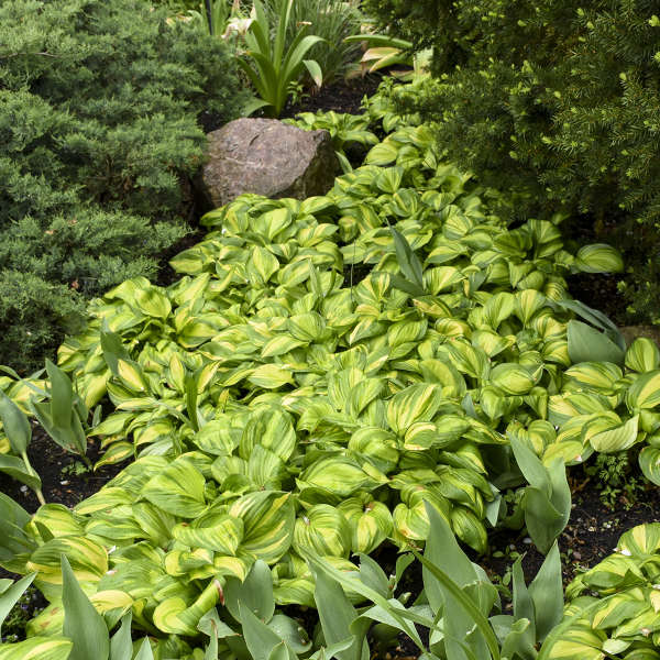 'Rainbow's End Starter' Hosta. Attracts Butterflies, Hummingbirds.