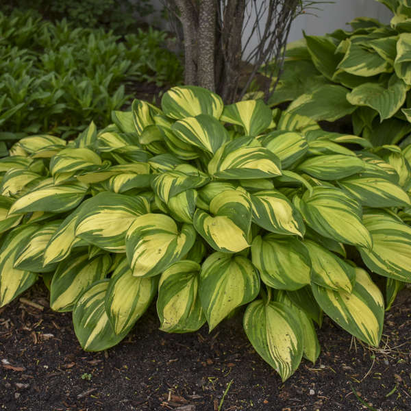 'Rainbow's End Starter' Hosta. Attracts Butterflies, Hummingbirds.