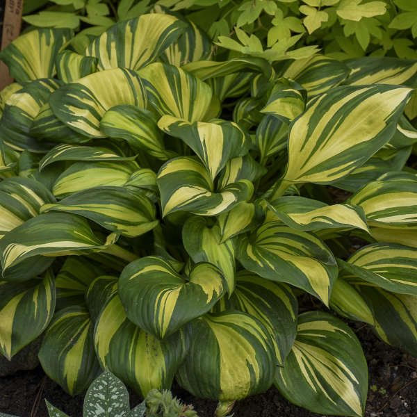 'Rainbow's End Starter' Hosta. Attracts Butterflies, Hummingbirds.