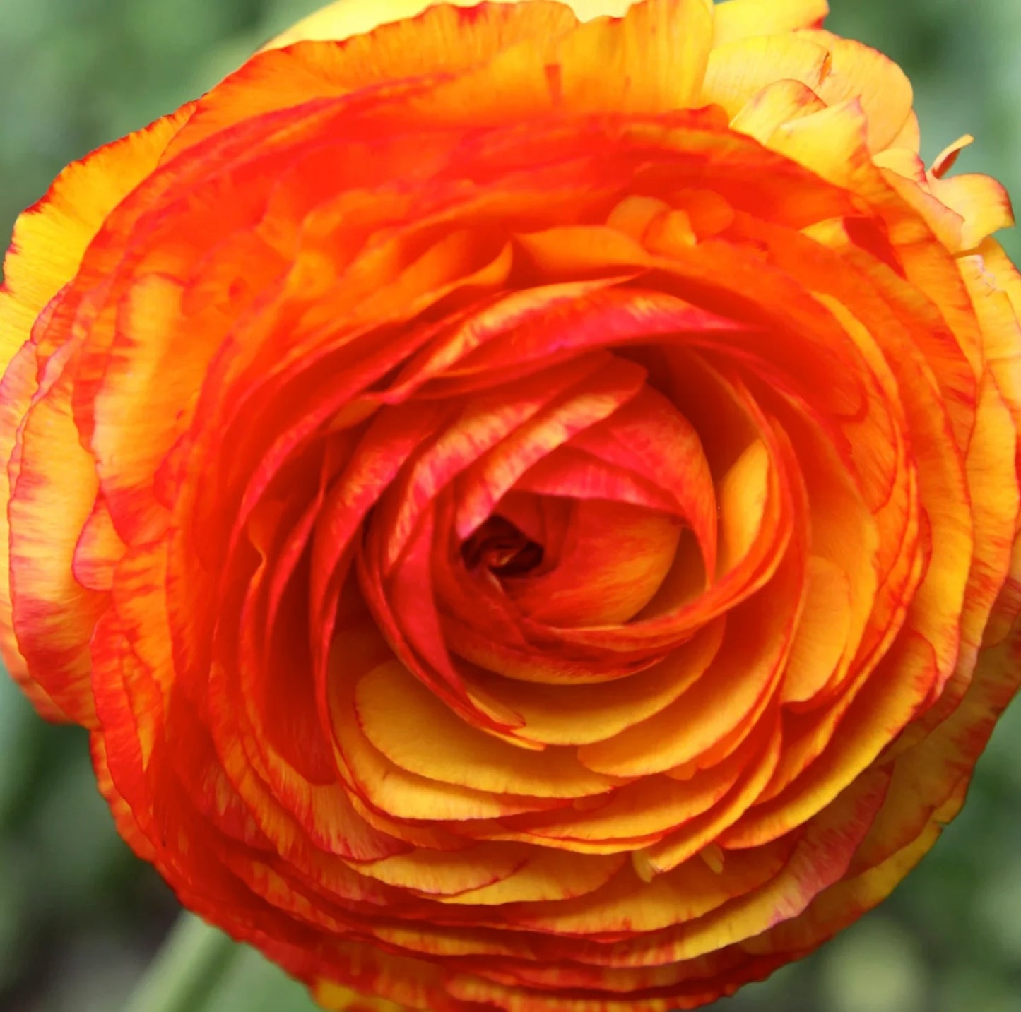 10 Ranunculus Aviv 'Orange' Perennial Bulbs. Lustrous Vibrant Tangerine Colored Blooms, Butterfly Friend, Sun Lover, Critter Resistant, Adds Cheer!