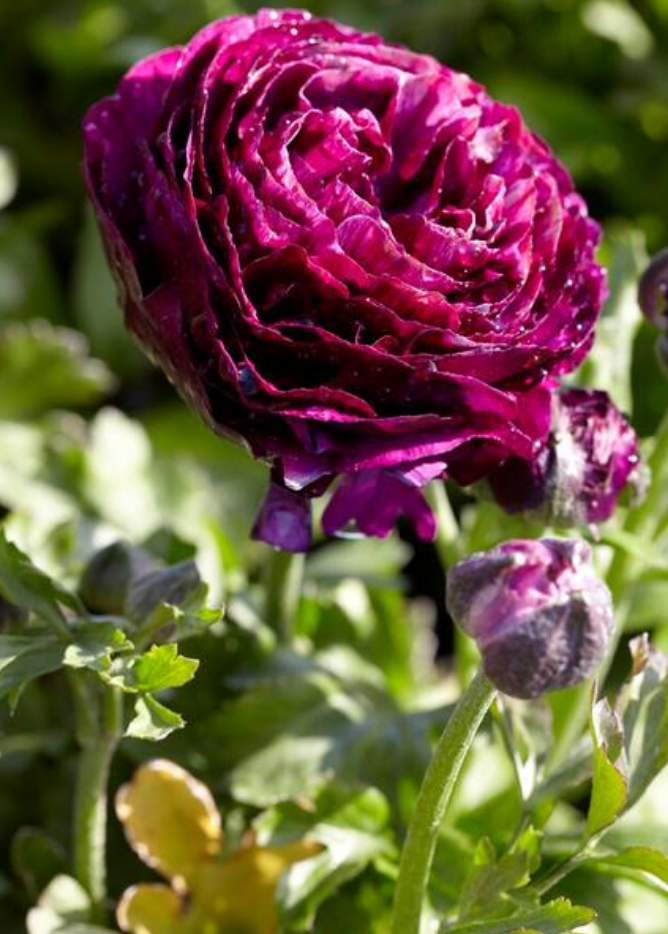10 Ranunculus Aviv 'Purple' Perennial Bulbs. Beautiful Blooms in Purple Hues. Love Sun. Critter Resistant.