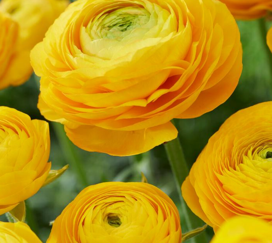 10 Ranunculus Aviv 'Yellow' Perennial Bulbs. Lemon-Yellow Hues. Love Sun. Critter Resistant.