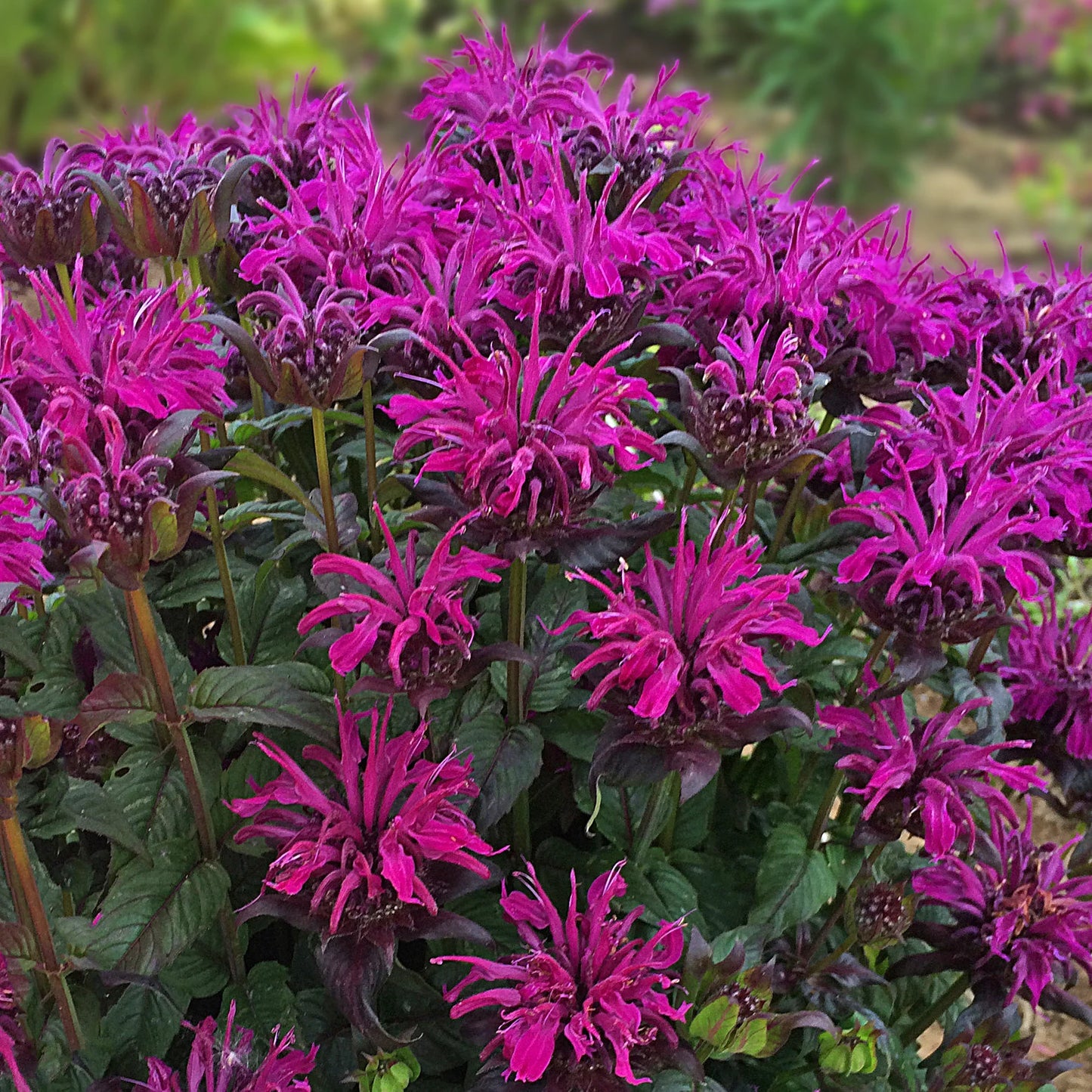 3 Monarda 'Rockin Raspberry' Bee Balm Starter Perennials. Love Sun. Attracts Butterflies and Hummingbirds.