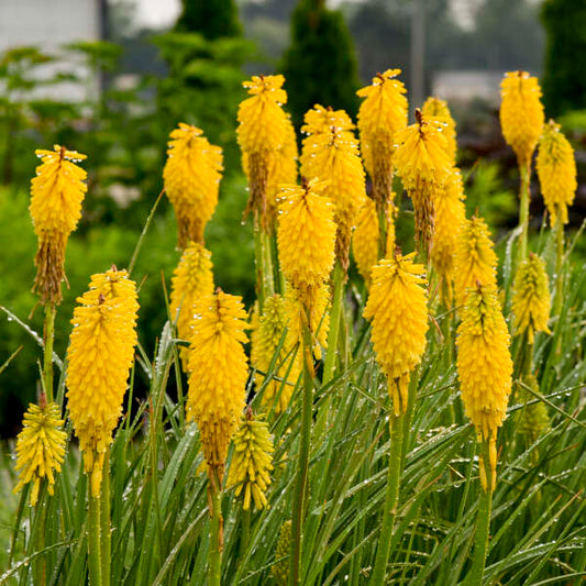 Walters Gardens, Inc / Kniphofia 'Solar Flare' PP32073