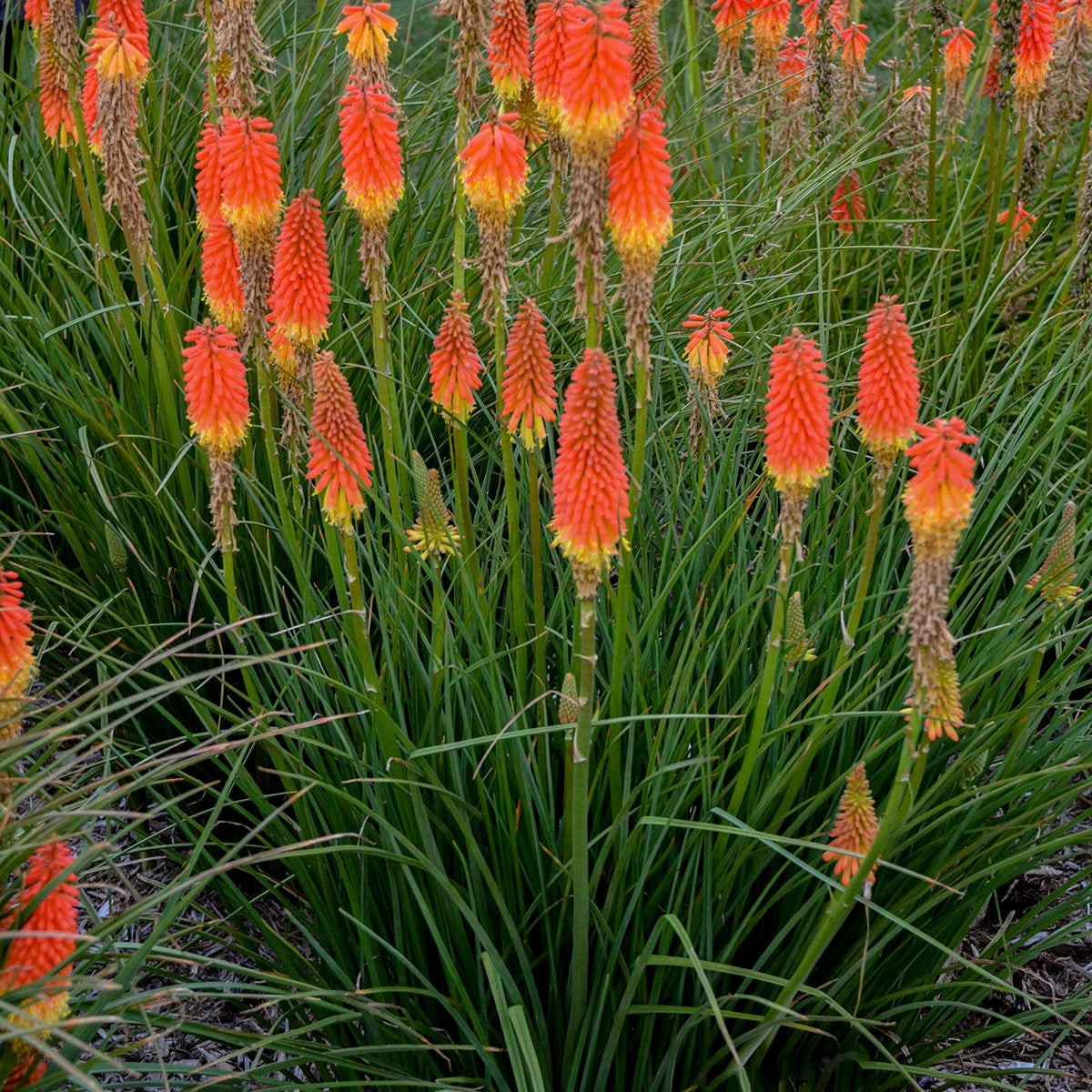 5 Kniphofia Red Hot Poker. Unique Tangerine Perennial. Rebloomer!