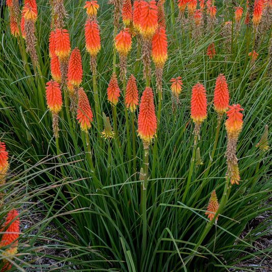 5 Kniphofia Red Hot Poker. Unique Tangerine Perennial. Rebloomer!