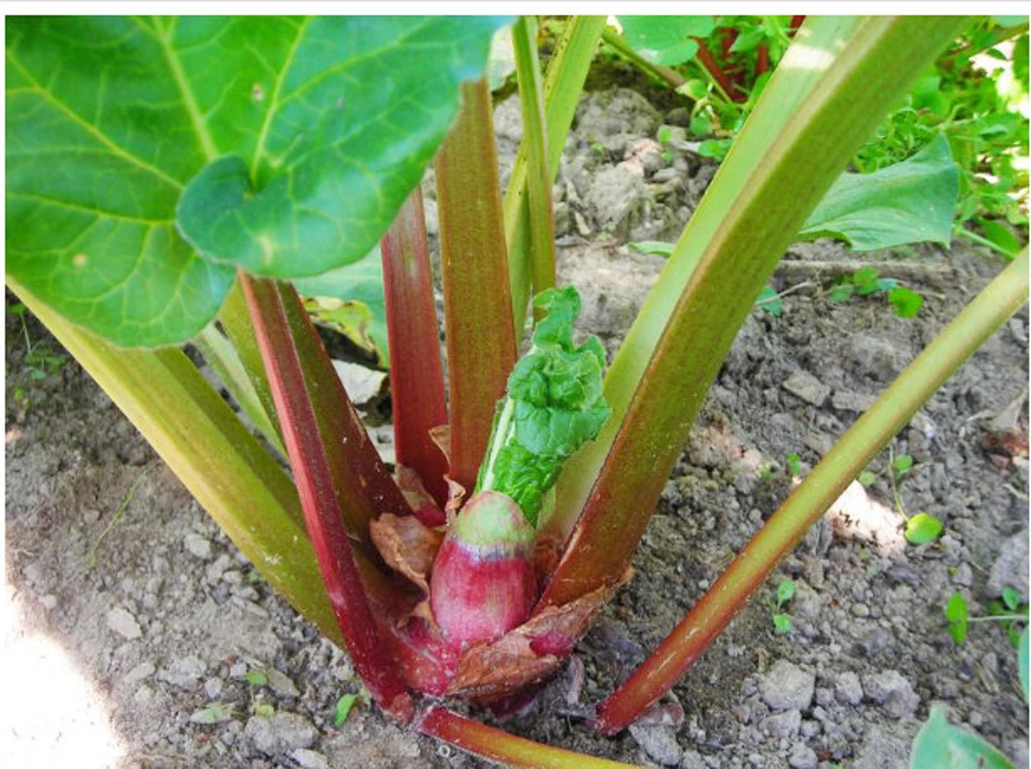 3-Year-Old Victoria Rhubarb Crown Perennial. Harvest This Year!