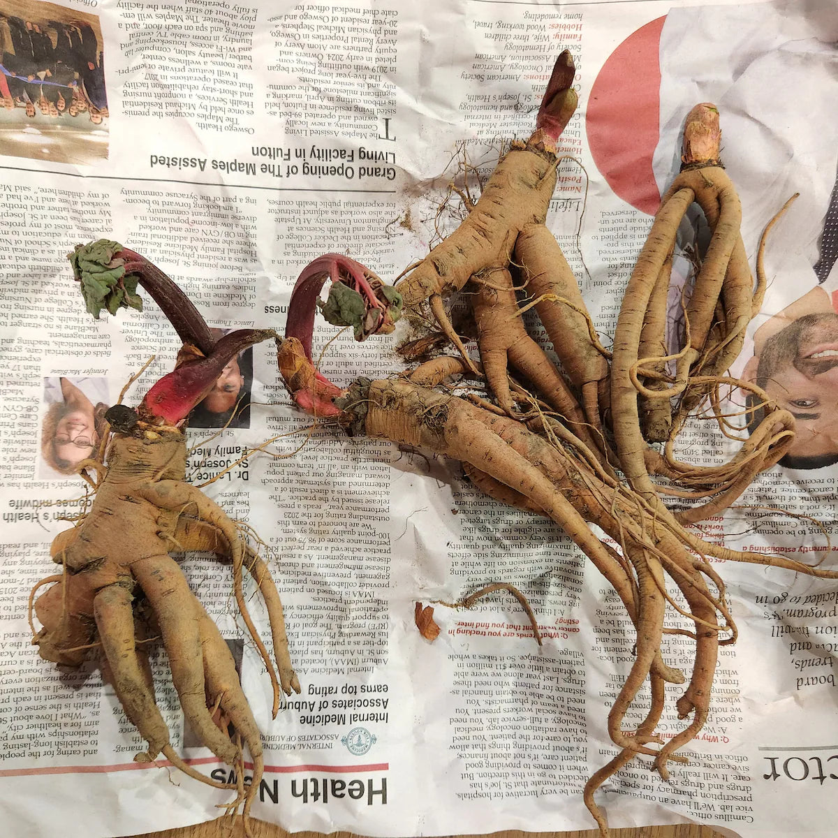 3-Pack Victoria Rhubarb 3-Year Old Crown Perennial. Super Healthy. Harvest This Year!