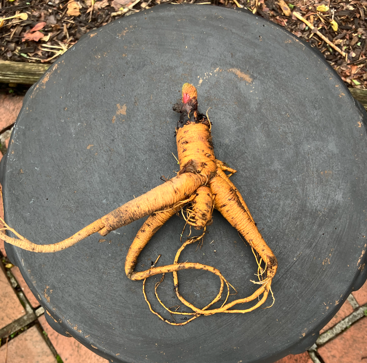 Photo copyright Hosta King, LLC