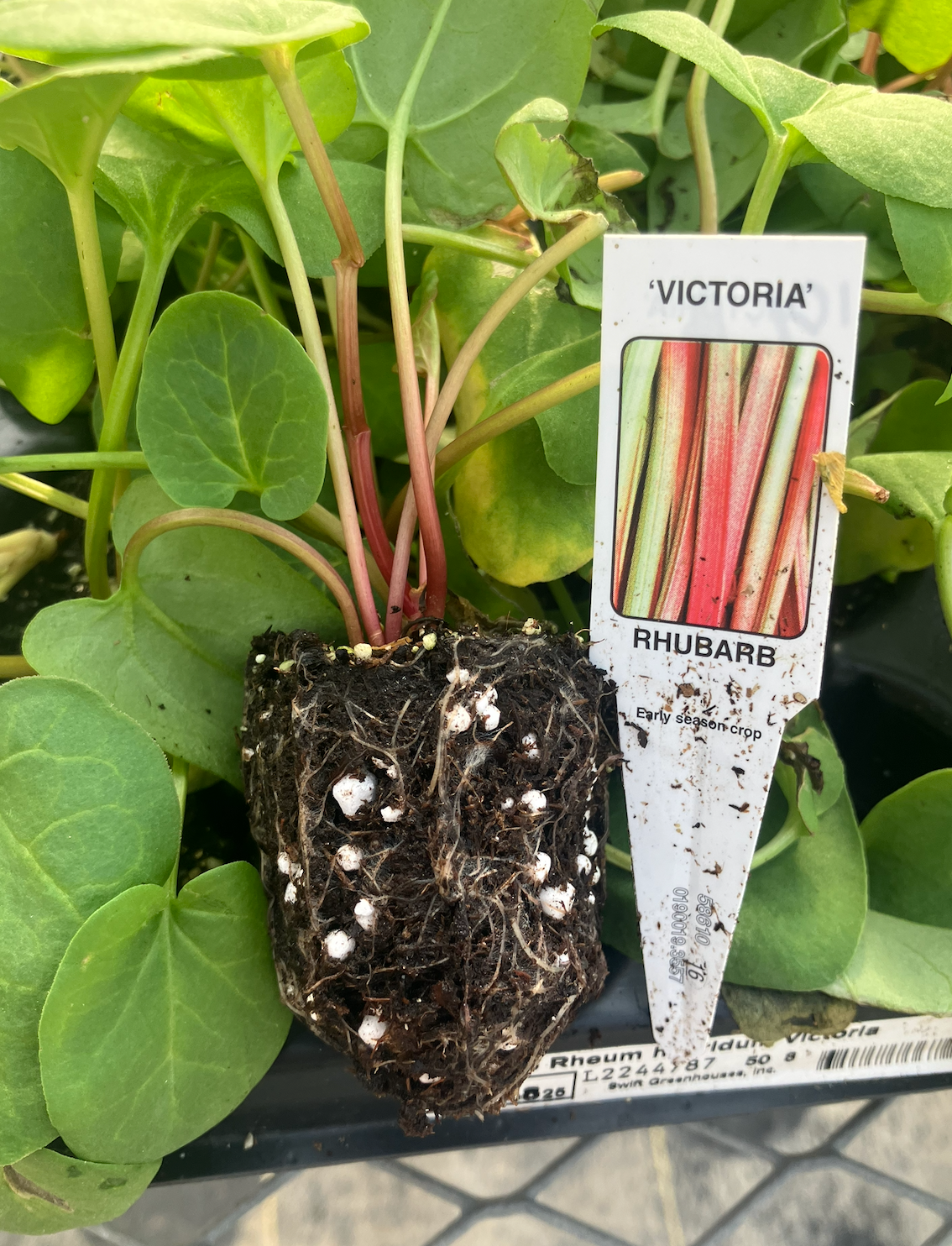 3-Pack 'Victoria' Rhubarb Starter Perennial Plants. Ready for Fall Planting.