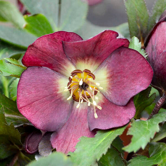Helleborus 'Rome in Red' Lenten Rose. Honeymoon Series. Stunning, Rich Maroon Perennial.