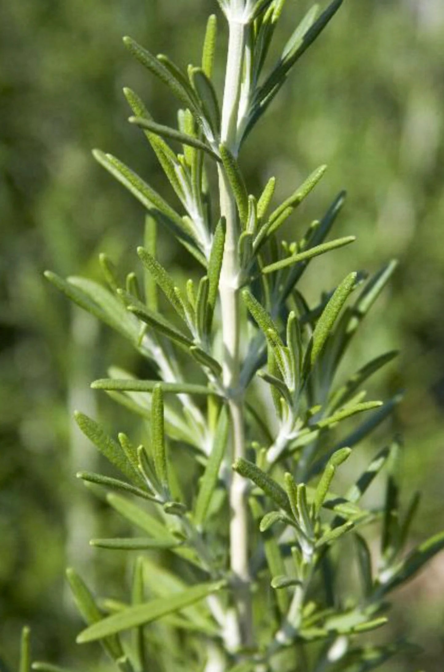 3 Live Rosemary Herb Perennials. Resilient and Easy to Grow!. Sun Lover and Drought Resistant.