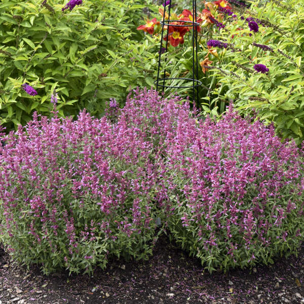 3 Agastache 'Rosie Posie' Anise Hyssop Perennials. Stunning Colors. Super Hardy.