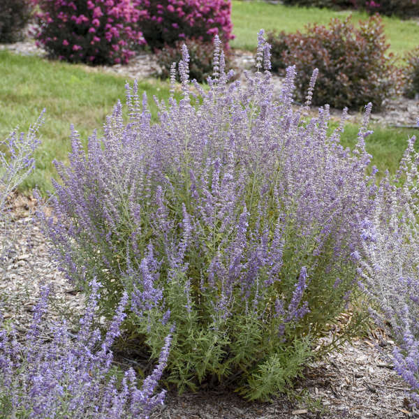 Walters Gardens, Inc. / Perovskia atriplicifolia 'Sage Advice'