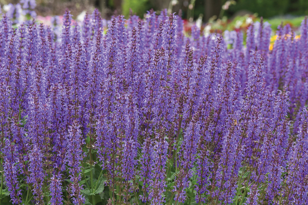 Creek Hill Nursery / Salvia 'Blue By You'